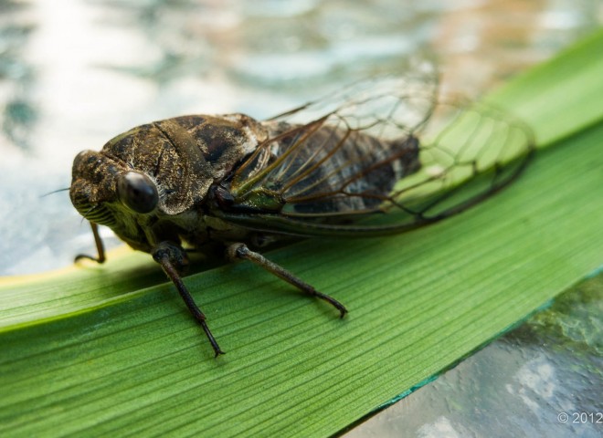 Cicada